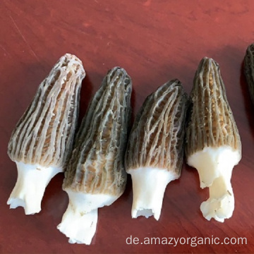 Natürliche Bio-Morchella Esculenta